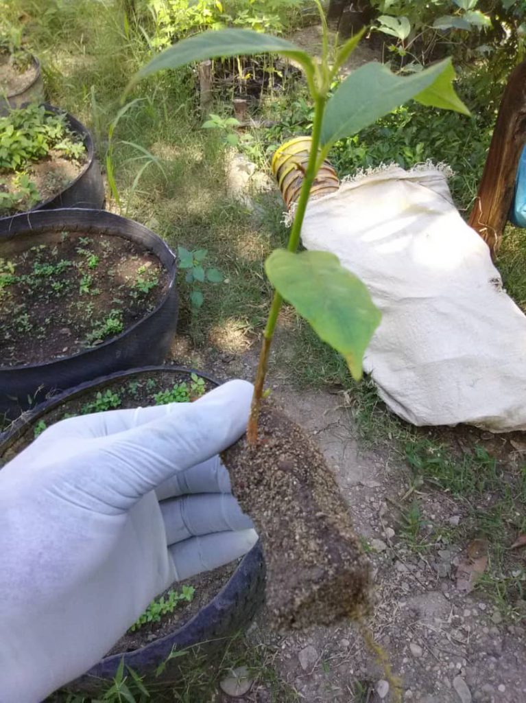 Breadfruit sapling ready for planting